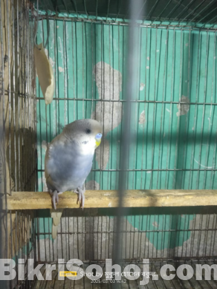 বাজিগার পাখির